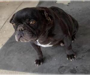 French Bulldog Dogs for adoption in Dana Point, CA, USA
