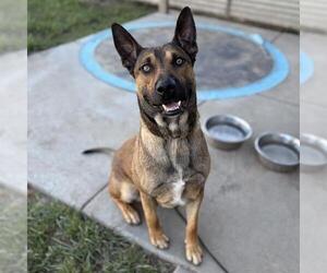 German Shepherd Dog-Unknown Mix Dogs for adoption in Modesto, CA, USA