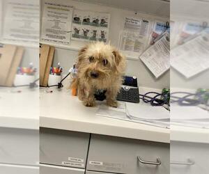 Chihuahua Dogs for adoption in Rosenberg, TX, USA