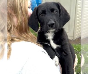Collie-Unknown Mix Dogs for adoption in Minneapolis, MN, USA