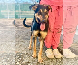 German Shepherd Dog-Unknown Mix Dogs for adoption in Westwood, NJ, USA