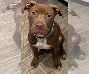 Mutt Dogs for adoption in Oakhurst, NJ, USA