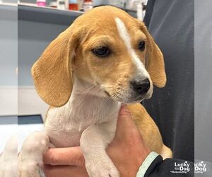 Mutt Dogs for adoption in Washington, DC, USA