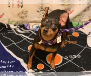 Miniature Pinscher Dogs for adoption in Forestville, MD, USA