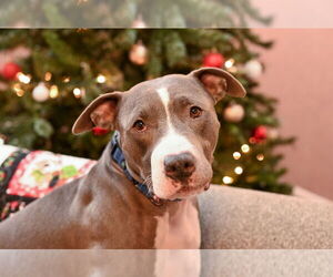 Mutt Dogs for adoption in Gloversville, NY, USA