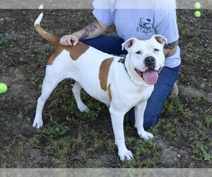 American Pit Bull Terrier Dogs for adoption in Ojai, CA, USA