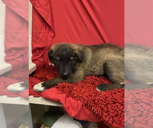 Akita-Unknown Mix Dogs for adoption in Modesto, CA, USA