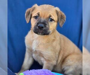 Labrador Retriever-Unknown Mix Dogs for adoption in San Diego, CA, USA