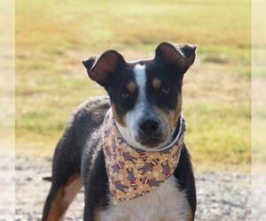 Jack-Rat Terrier Dogs for adoption in Carrollton, TX, USA