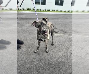 Plott Hound Dogs for adoption in Ocala, FL, USA