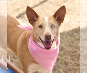 Siberian Husky-Unknown Mix Dogs for adoption in San Antonio, TX, USA