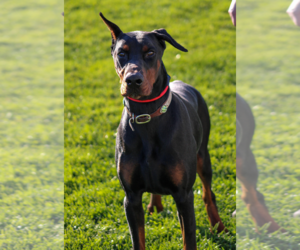 Doberman Pinscher Dogs for adoption in Petaluma, CA, USA