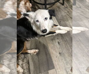 Border Collie Dogs for adoption in Mount Pleasant, SC, USA