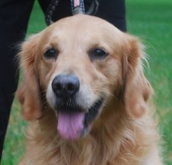 Golden Retriever Dogs for adoption in Chesapeake City, MD, USA