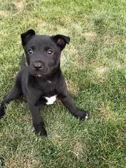 Sheprador Dogs for adoption in Phoenix , AZ, USA