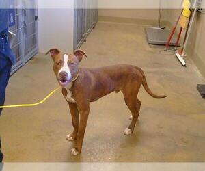 American Pit Bull Terrier Dogs for adoption in Sacramento, CA, USA