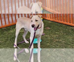 Chinese Shar-Pei-Unknown Mix Dogs for adoption in Las Vegas, NV, USA
