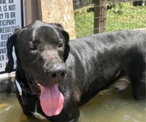 Great Dane Dogs for adoption in Maryville, TN, USA