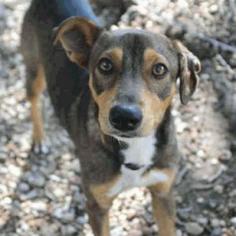 Medium Photo #1 Beagle Puppy For Sale in Austin, TX, USA