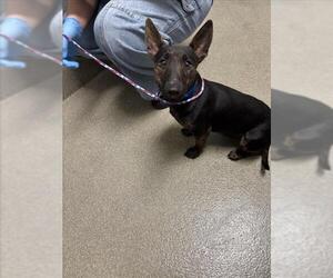 Bull Terrier-Unknown Mix Dogs for adoption in Las Vegas, NV, USA