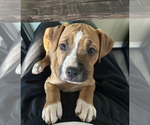 American Pit Bull Terrier-Unknown Mix Dogs for adoption in Hillsboro, MO, USA