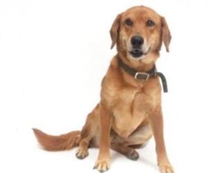 Golden Retriever Dogs for adoption in Show Low, AZ, USA