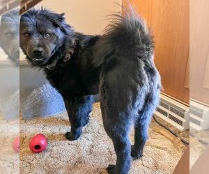 Chow Chow Dogs for adoption in MIDWAY, UT, USA