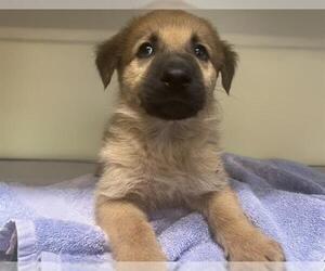 Shepradors Dogs for adoption in Orange, CA, USA