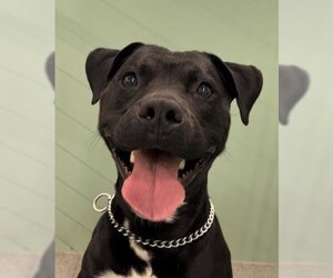 Labrador Retriever-Staffordshire Bull Terrier Mix Dogs for adoption in Palmetto, FL, USA