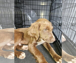 Colonial Cocker Spaniel-Labrador Retriever Mix Dogs for adoption in Blairsville, GA, USA