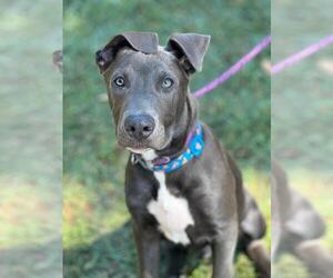 Labrador Retriever Dogs for adoption in napa, CA, USA