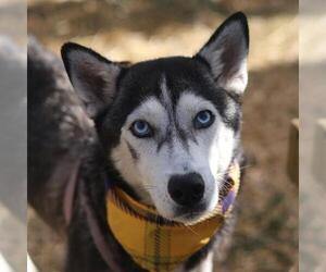 Siberian Husky Dogs for adoption in San Antonio, TX, USA