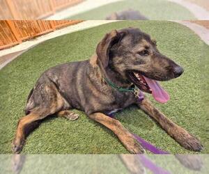 Labrador Retriever-Unknown Mix Dogs for adoption in Las Vegas, NV, USA
