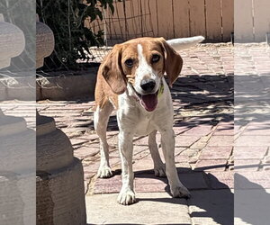 Beagle Dogs for adoption in Apple Valley, CA, USA