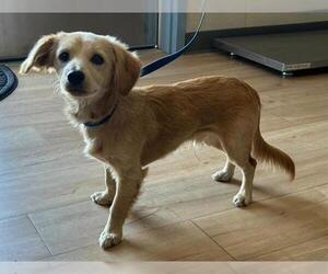 Chiweenie Dogs for adoption in San Martin, CA, USA
