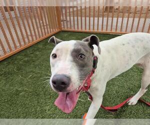 American Pit Bull Terrier-Unknown Mix Dogs for adoption in Las Vegas, NV, USA