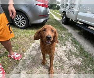 Golden Retriever Dogs for adoption in Ocala, FL, USA