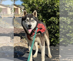 Siberian Husky Dogs for adoption in DISCOVERY BAY, CA, USA