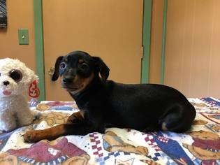 Doxie-Pin Dogs for adoption in Wilmington, DE, USA