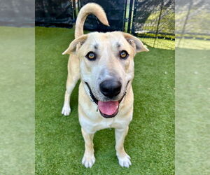 Mastiff-Unknown Mix Dogs for adoption in Petaluma, CA, USA