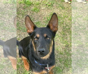 German Shepherd Dog-Unknown Mix Dogs for adoption in La Grange , NC, USA