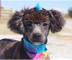 Poodle (Miniature) Dogs for adoption in Carrollton, TX, USA