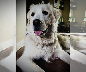 Great Pyrenees Dogs for adoption in Spring, TX, USA