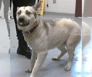 German Shepherd Dog-Huskies  Mix Dogs for adoption in Fayetteville, NC, USA