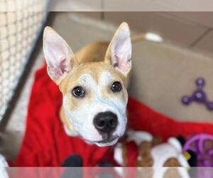 American Pit Bull Terrier-Siberian Husky Mix Dogs for adoption in Fort Wayne, IN, USA