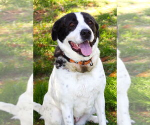 American Pit Bull Terrier-Great Pyrenees Mix Dogs for adoption in Evansville, IN, USA