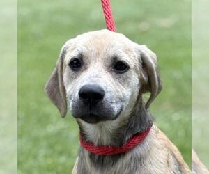 Labrador Retriever-Unknown Mix Dogs for adoption in Yardley, PA, USA