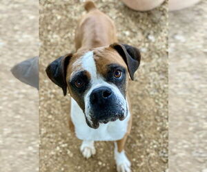 Boxer Dogs for adoption in Austin, TX, USA