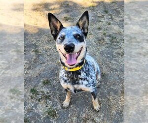 Australian Cattle Dog Dogs for adoption in Sacramento, CA, USA