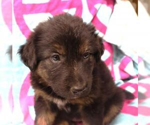 Siberian Husky-Unknown Mix Dogs for adoption in Thief River Falls, MN, USA